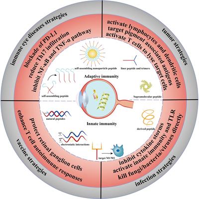 Immunopeptides: immunomodulatory strategies and prospects for ocular immunity applications